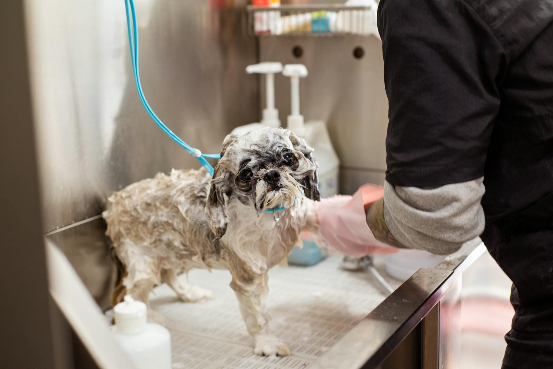 Self-serve dog wash station