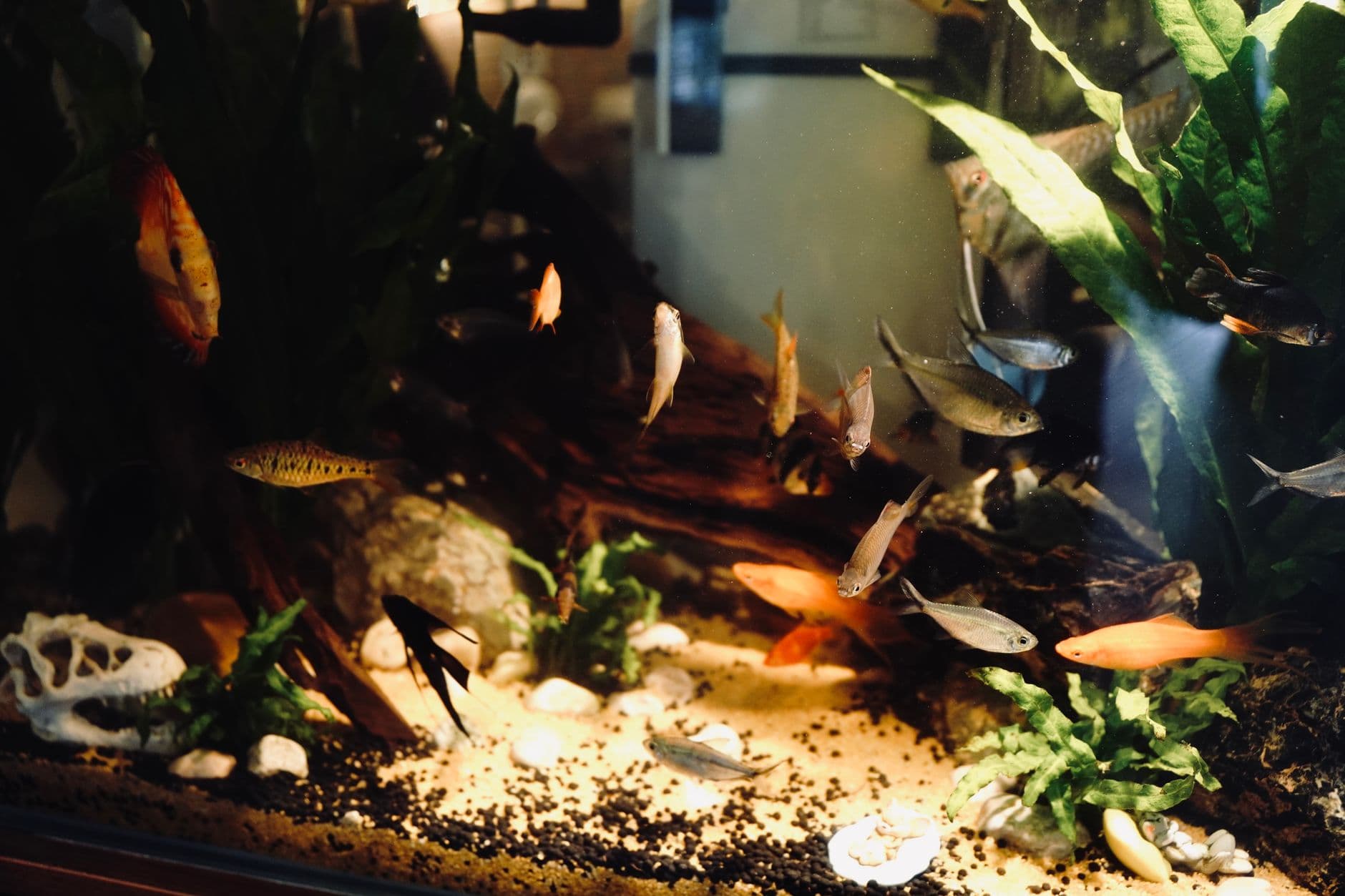 Aquarium and fish supplies